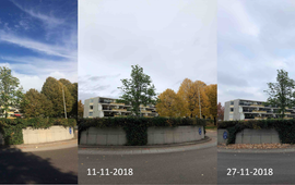 Arnold van Vliet via GrowApp.today Lenteverschijnselen in de herfst bij een witte paardenkastanje op een rotonde in Ede