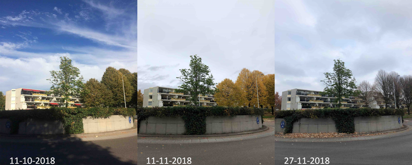 Lenteverschijnselen in de herfst bij een witte paardenkastanje op een rotonde in Ede