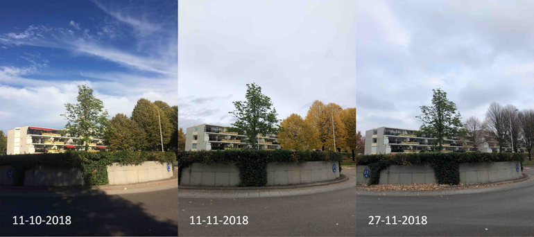 Lenteverschijnselen in de herfst bij een witte paardenkastanje op een rotonde in Ede