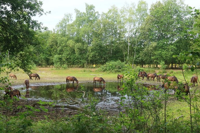 Exmoor pony’s bij een opdrogende poel. De beheerder houdt de conditie van de kuddes en de beschikbaarheid van water en voedsel in de gaten.