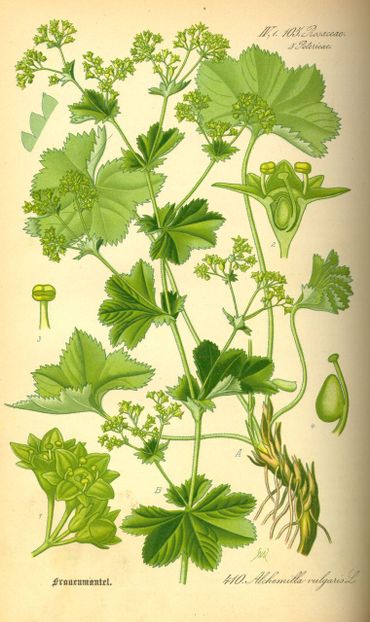 Fraaie vrouwenmantel in de Flora von Deutschland, Österreich und der Schweiz uit 1885