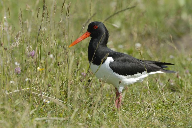 Scholekster in kruidenrijk grasland