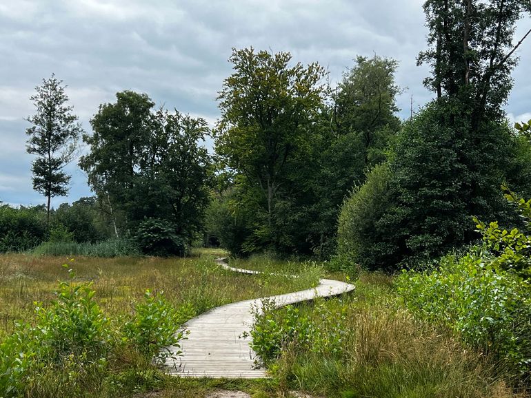 Het vlonderpad over het doorstroomveen op Landgoed Tongeren