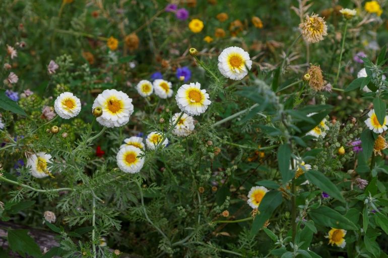 Bloemrijke randen zijn belangrijk voor insecten en een bron van biodiversiteit