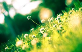 Gras met witte bloemetjes