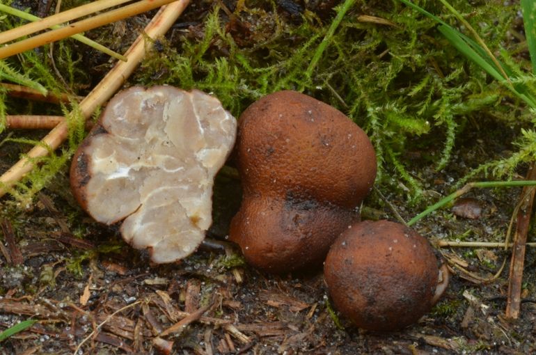 Roodbruine truffels in Schoorl