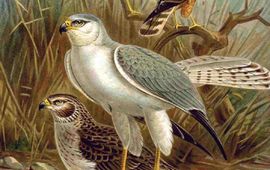 Circus macrourus. Bron:  Naumann, Naturgeschichte der Vögel Mitteleuropas (Natural history of the birds of central Europe) of 1905 or his earlier works