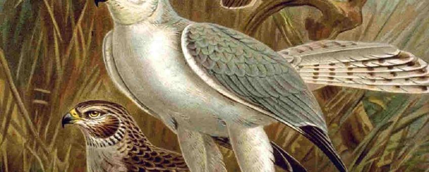 Circus macrourus. Bron: Naumann, Naturgeschichte der Vögel Mitteleuropas (Natural history of the birds of central Europe) of 1905 or his earlier works