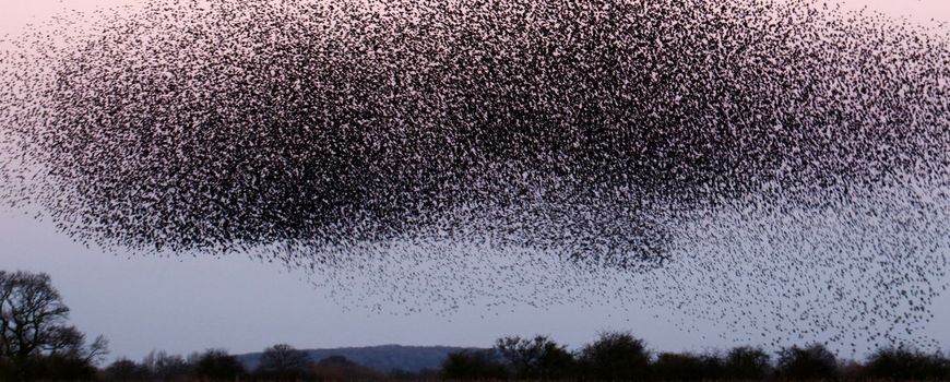 La natura oggi |  Gli storni non distolgono lo sguardo dalla rotta migratoria dell’altro: una domanda di ricerca vecchia di 70 anni ha trovato una risposta definitiva