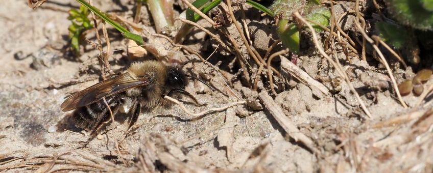 Vrouwtje dageraadzandbij op het eiland Tiengemeten