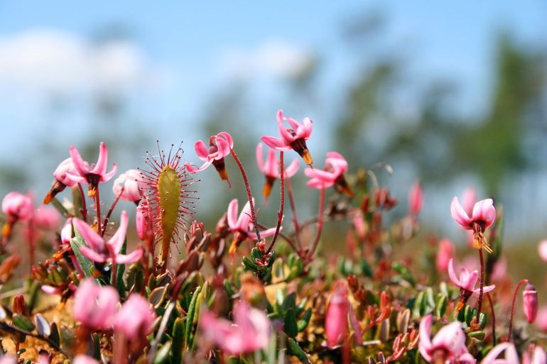 Zeldzame planten hebben amper toekomstperspectief op de Veluwe die nu beschermd wordt als Natura 2000-gebied. De impact van stikstof is er heel groot en de leefgebieden waarvan deze soorten het moeten hebben zijn zo zeldzaam geworden, dat we eigenlijk geen hoop meer kunnen hebben dat we deze soorten daar nog wel kunnen behouden. Voor deze soorten is herstel van leefgebied op betere plekken noodzakelijk. Deze veenbessen en zonnedauw zijn gefotografeerd in een levend hoogveen in Letland