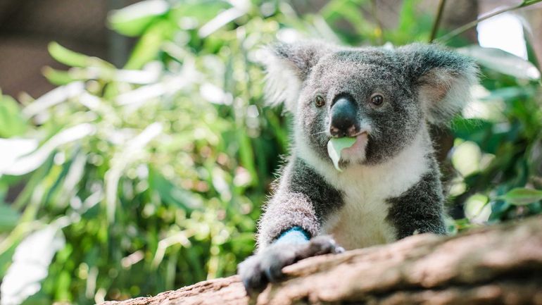 Een geredde koala in rehabilitatie bij Friends of the Koala in East Lismore, New South Wales.