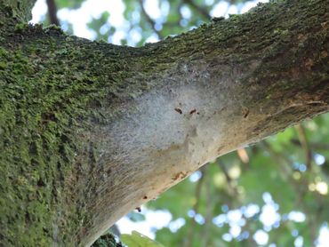 Gesloten nest van de eikenprocessierups op 18 augustus 2022