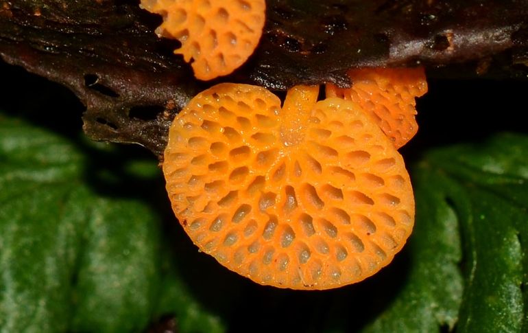 Poriestructuur en steeltje Favolaschia calocera