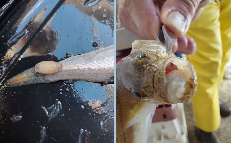 'Tongbijtende visparasiet zonder naam' (nog) nu ook in ons land aangetroffen op de Kleine pieterman. Links: vastgehecht aan de staartwortel, rechts: in de bek, op de tong