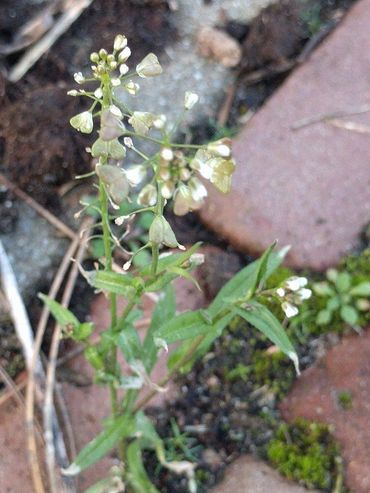 Capsella bursa pastoris (herderstasje) 
