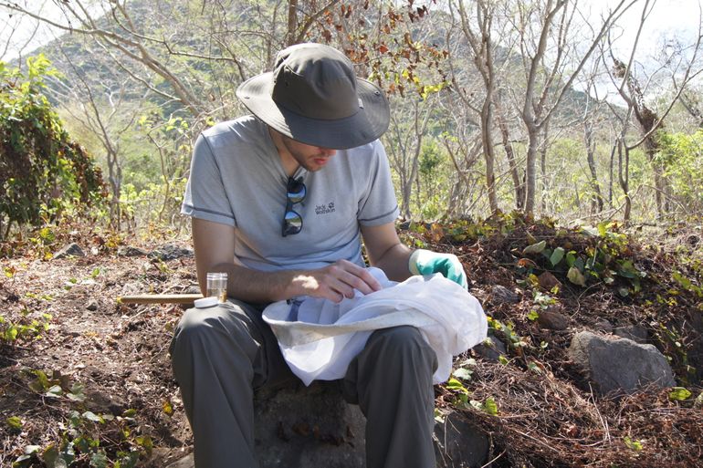 Jasper Molleman investigating the insects and spiders on St. Eustatius