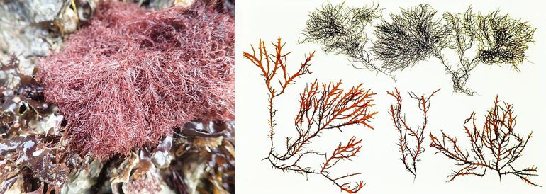 Links: Gelidium spinosum (Bron: Mart Karremans). Rechts: een vergelijkend herbariumexemplaar met Gelidium vagum (onder) en Gelidium spinosum (boven)