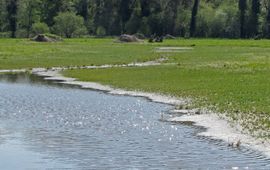 Natuurontwikkelingsgebied Leemskuilen in Het Groene Woud