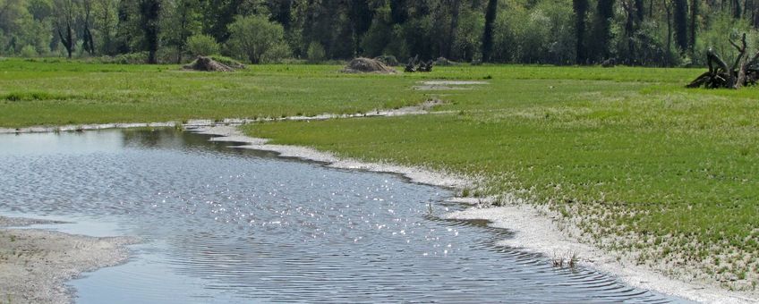 Natuurontwikkelingsgebied Leemskuilen in Het Groene Woud