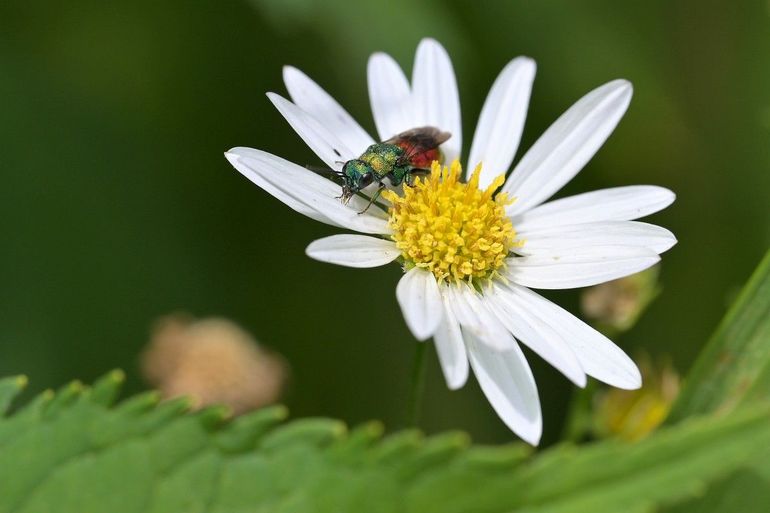 Gewone goudwespen foerageren op bloemen