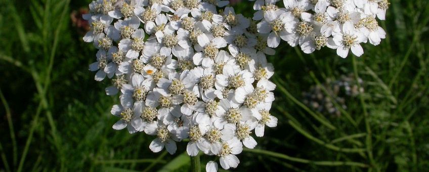 Duizendblad Saxifraga