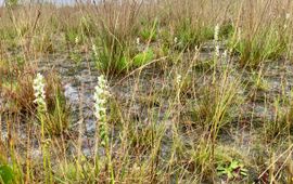 Knikkende schroeforchis bij het Beuven op de Lieropse Heide