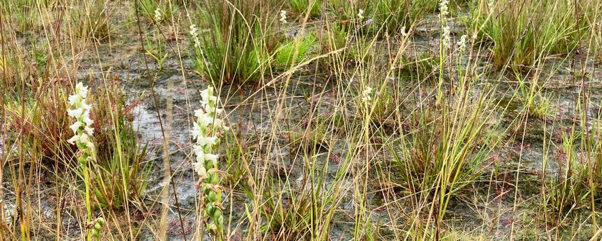 Knikkende schroeforchis bij het Beuven op de Lieropse Heide