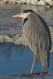 Blauwe reiger