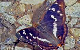 Ab H. Baas, Saxifraga Grote weerschijnvlinder
