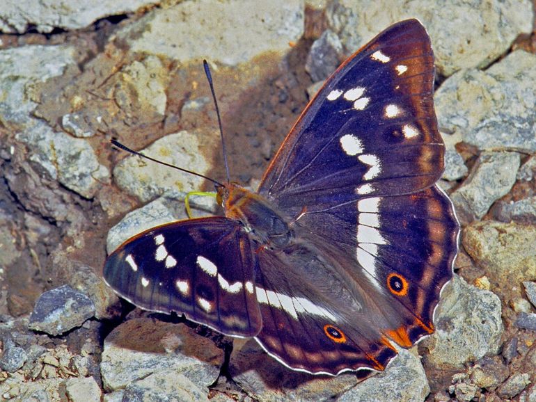 Grote weerschijnvlinder