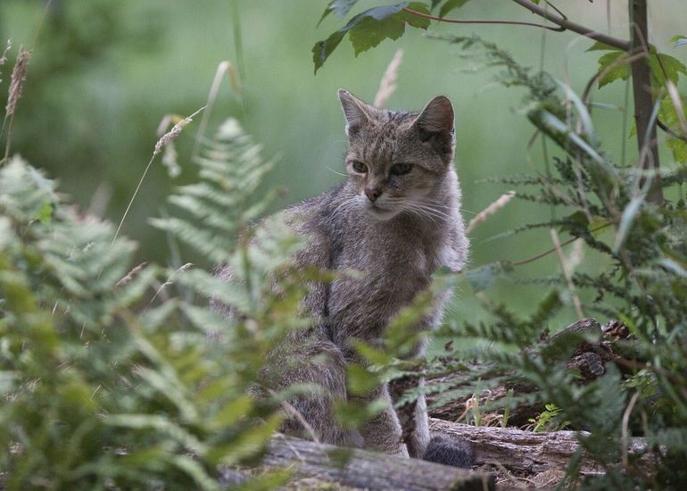 De wilde kat is lastig van een huiskat te onderscheiden