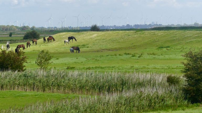 Solitaire struiken en overjarig riet dragen ook bij aan de structuurvariatie op binnendijken