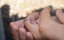 Ronald Butot, Naturalis Leeward Blindsnake