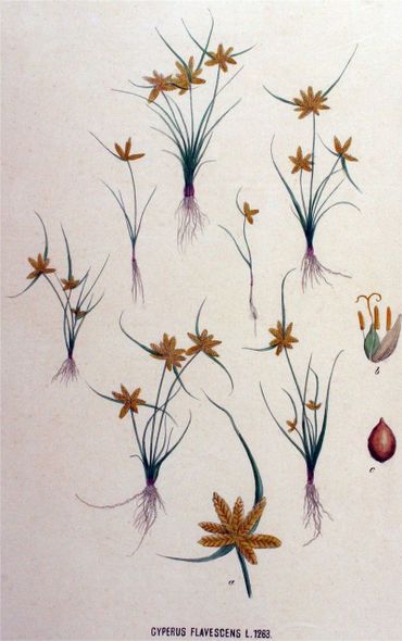 Geel cypergras, aquarel van planten uit Winterswijk 