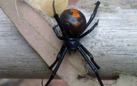 Doug Beckers (Wikimedia Commons, CC BY-SA 2.0) Roodrugspin (Latrodectus hasselti): een nieuwe soort op de hoog risicolijst.