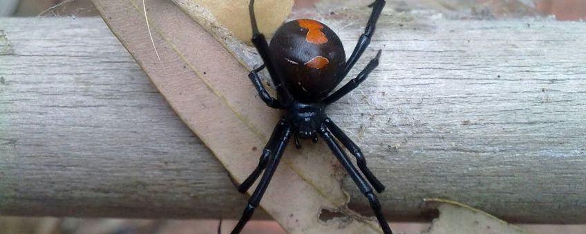 Roodrugspin (Latrodectus hasselti): een nieuwe soort op de hoog risicolijst.