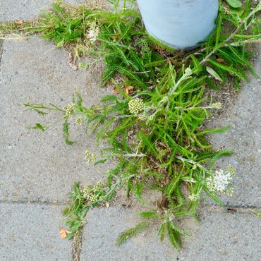 Duizendblad in de loopschaduw van een lantarenpaal