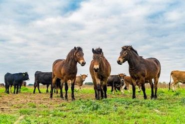 De intensiteit bepaalt vooral het resultaat van begrazing. Hier Exmoor-pony’s en taurossen op Keent