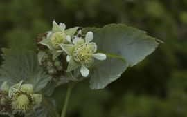 Framboos Saxifraga