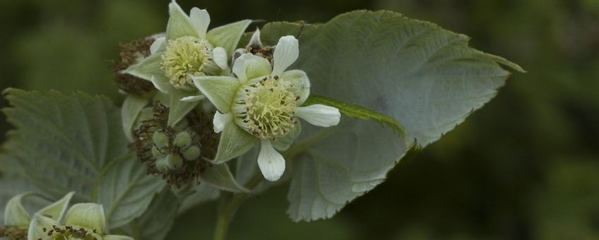 Framboos Saxifraga