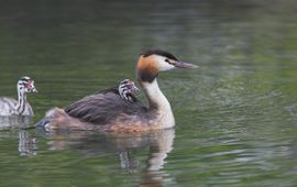Martin Mollet, Saxifraga Podiceps cristatus. Fuut