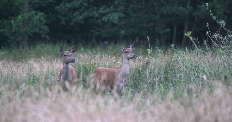 Edelherten in Het Groene Woud