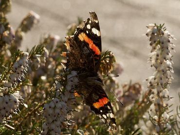 Atalanta op winterheide