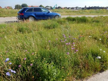 Ecologisch bermbeheer krijgt gelukkig weer veel aandacht