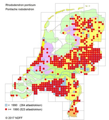 Verspreiding van de Pontische rododendron in Nederland