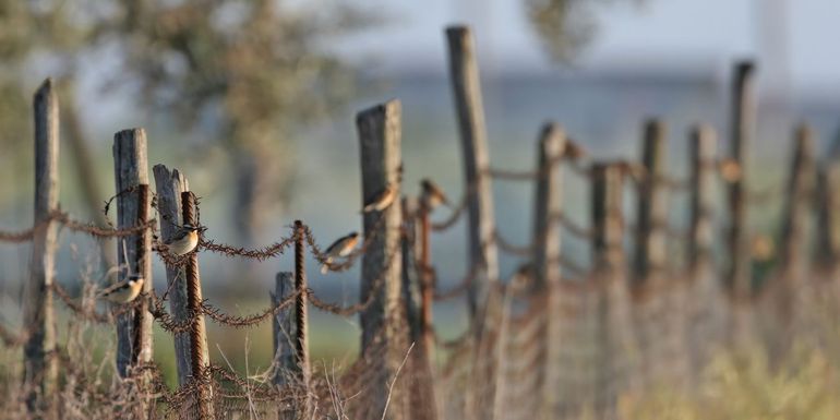 Paapjes zijn sociale vogels die graag in groepen clusteren.