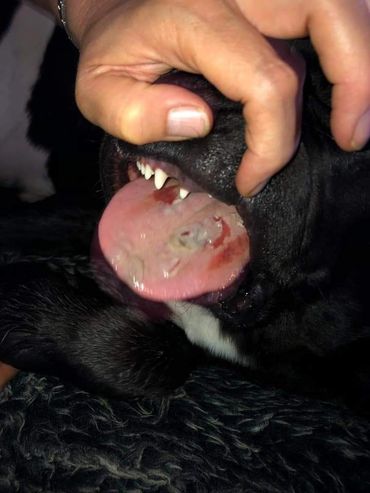 Hond met tongproblemen door brandharen eikenprocessierups