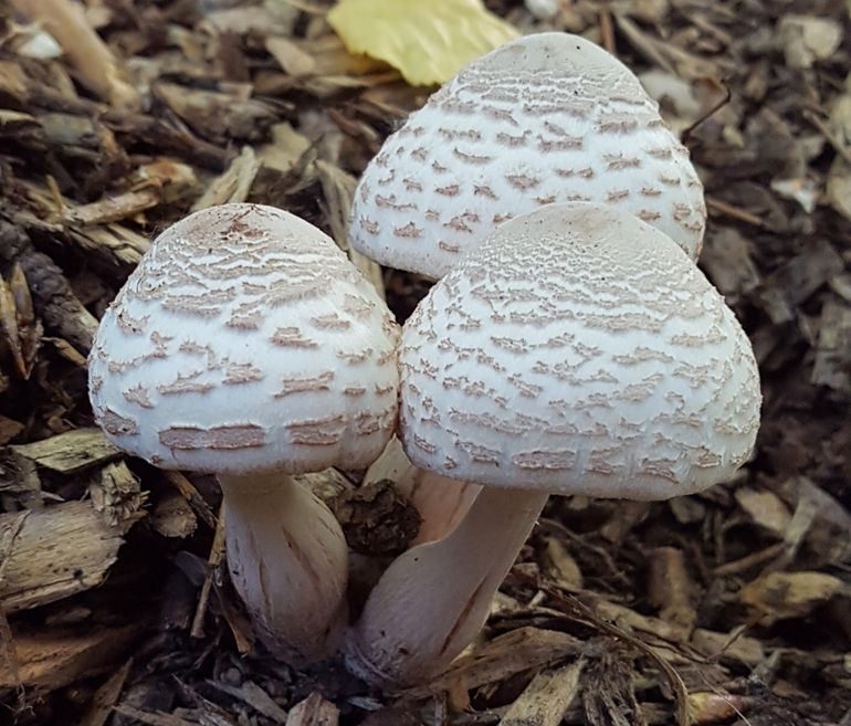 Gebundelde champignonparasollen met in de lengterichting gebarsten stelen