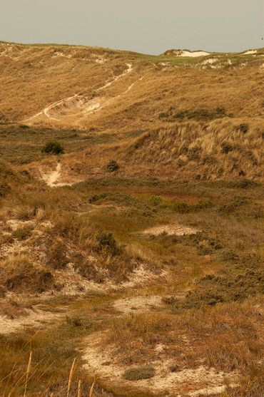 In de duinen lijkt veel geschikt biotoop aanwezig. Toch zijn er bijna geen waarnemingen van de sneeuwspringer in de duinen